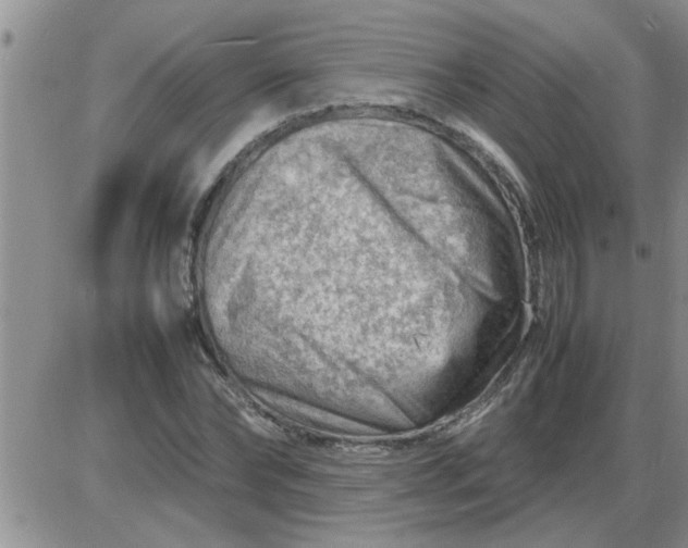 X0000085290878200703231830