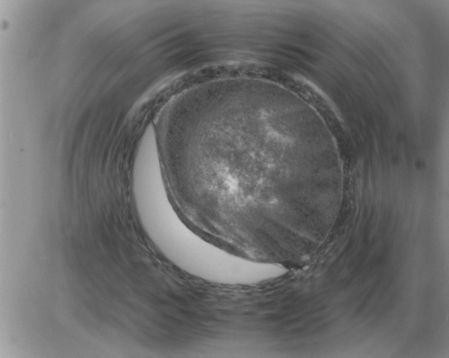 X0000085290919200703231829