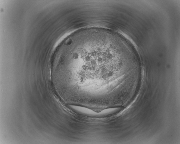 X0000085290925200703231829