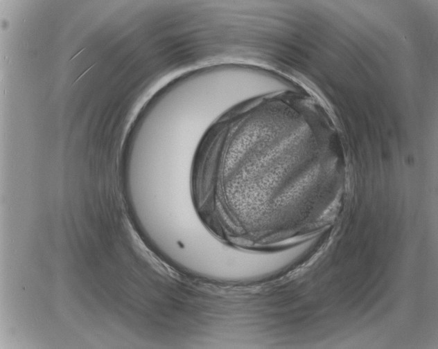 X0000085290934200703231829