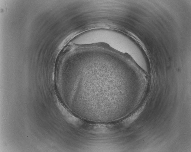 X0000085290938200703231829