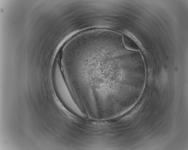 X0000085290939200703231829