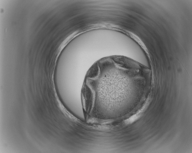 X0000085290946200703231829