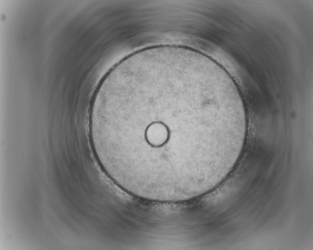 X0000085290950200703231829