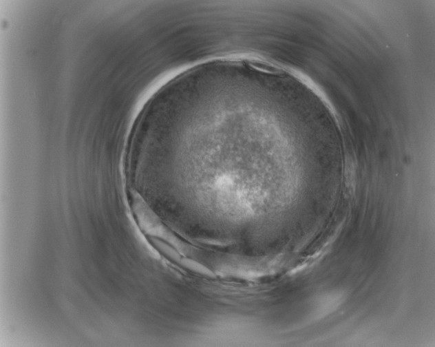 X0000085290959200703231829