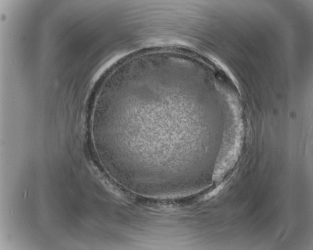 X0000085290975200703231828