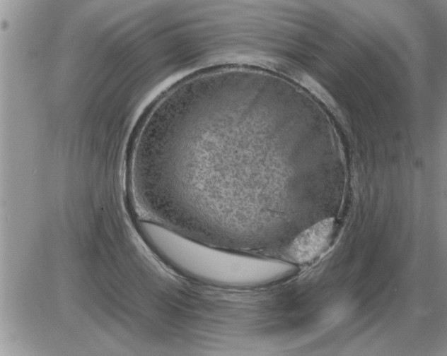 X0000085291028200703231827