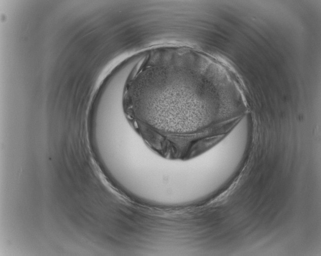 X0000085291030200703231827