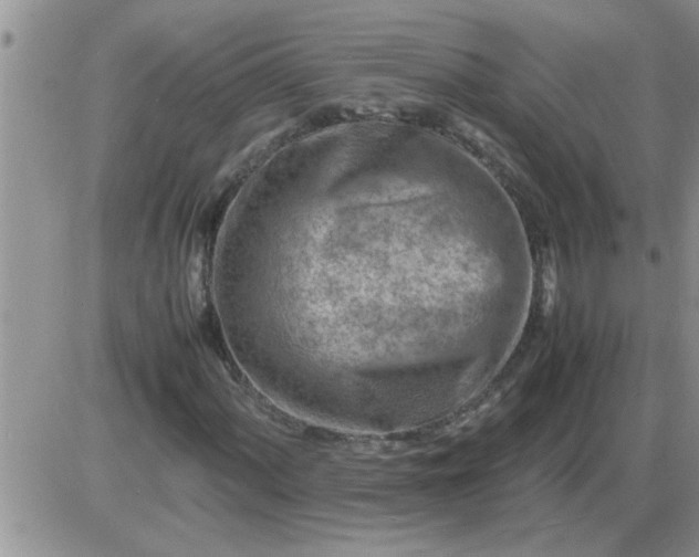 X0000085291060200703231827