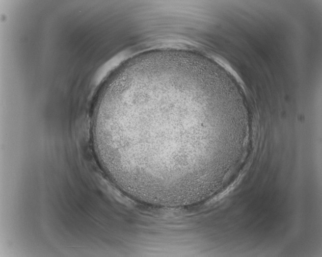 X0000085291067200703231827