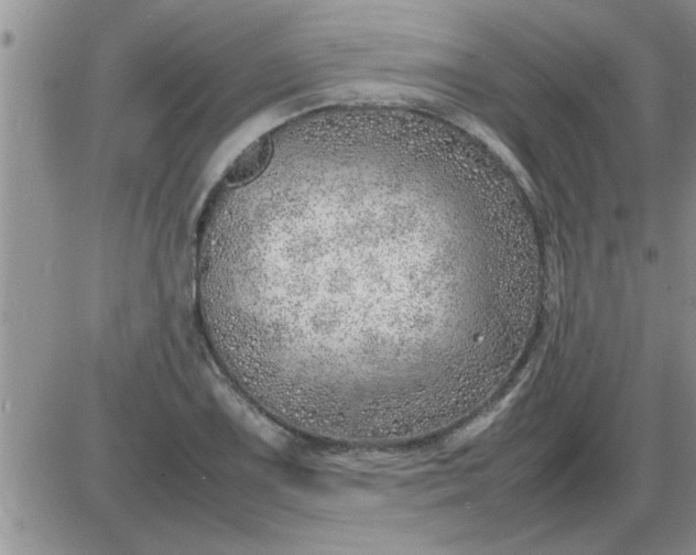 X0000085291075200703231827