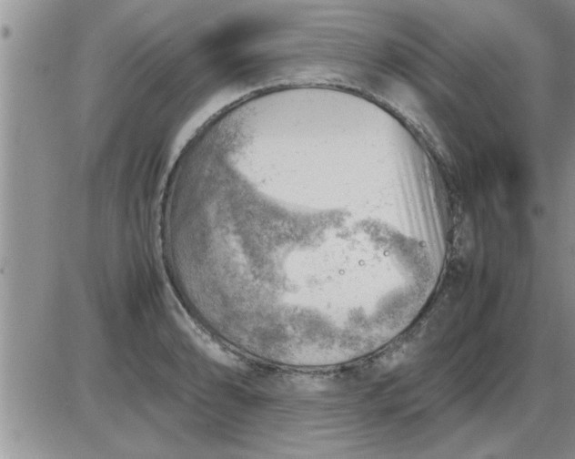 X0000085291086200703231826