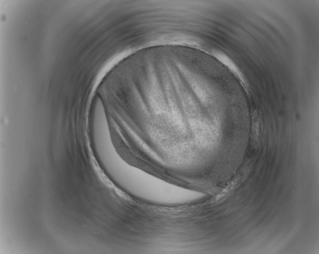 X0000085291088200703231826