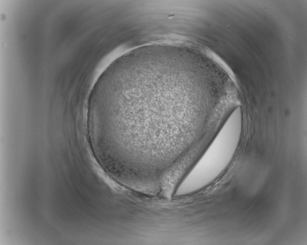 X0000085291099200703231826