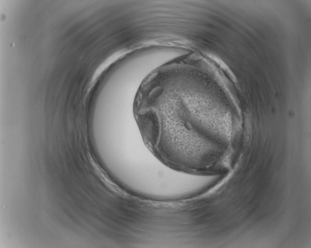 X0000085291114200703231826