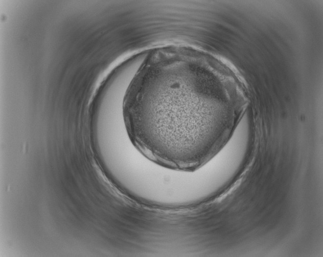 X0000085291118200703231826