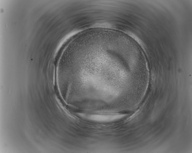 X0000085291123200703231826