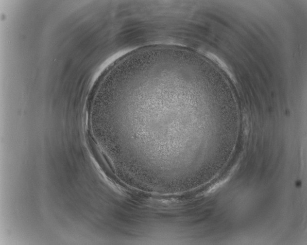 X0000085291125200703231826