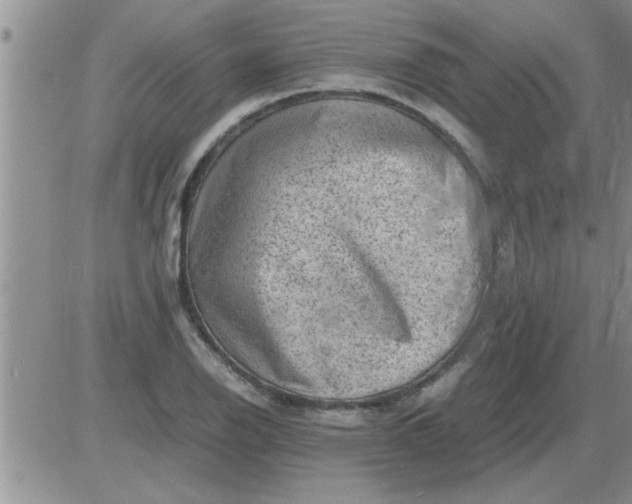 X0000085291126200703231826