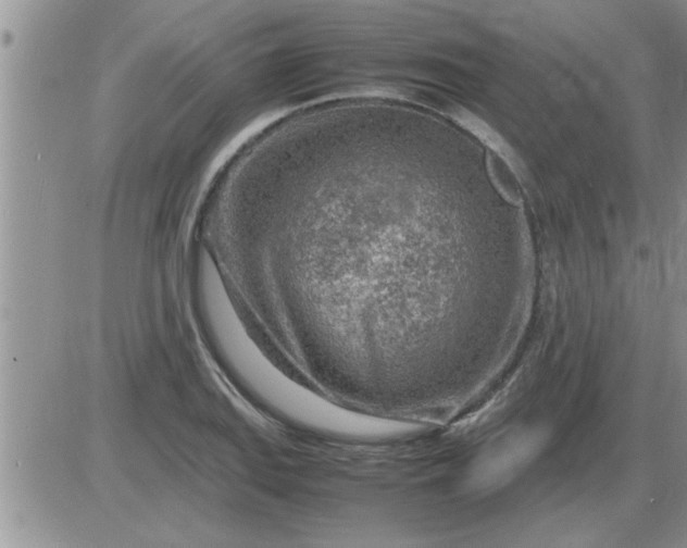 X0000085291127200703231826