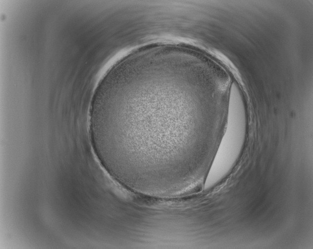 X0000085291183200703231825