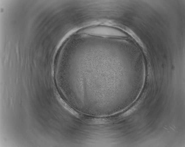 X0000085291232200703231824