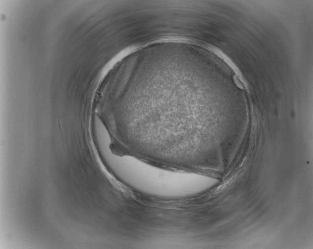 X0000085291245200703231825