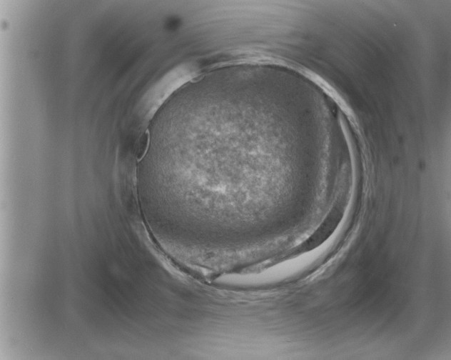 X0000085291289200703231823