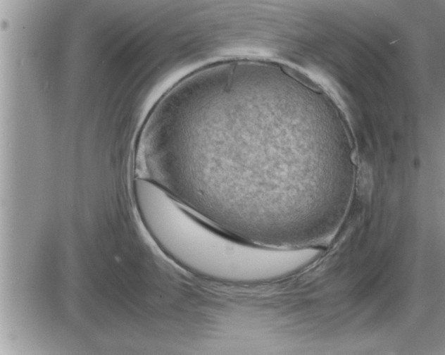 X0000085291295200703231823