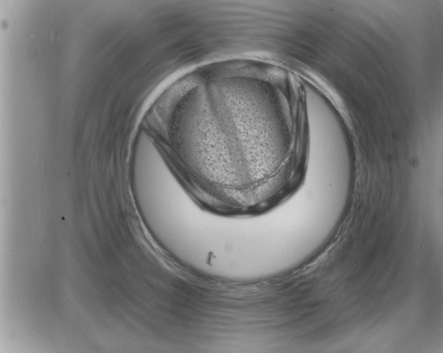 X0000085291332200703231823