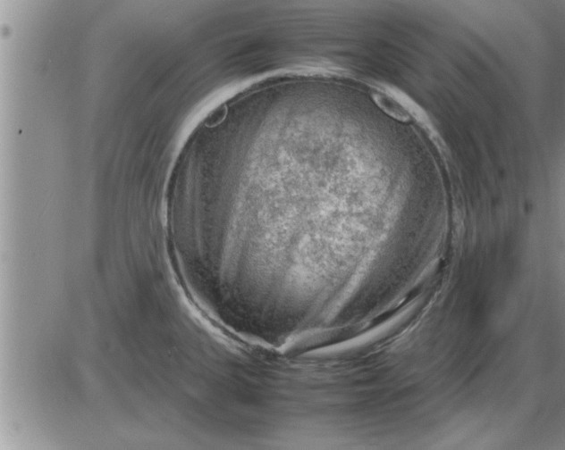 X0000085291335200703231823