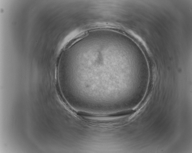 X0000085291365200703231822