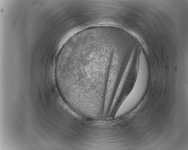 X0000085291374200703231822