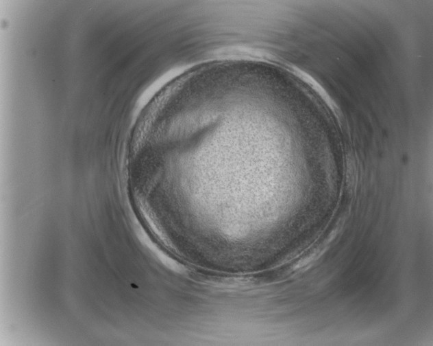 X0000085291387200703231821