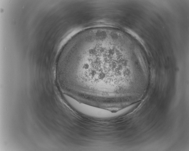 X0000085291415200703231821