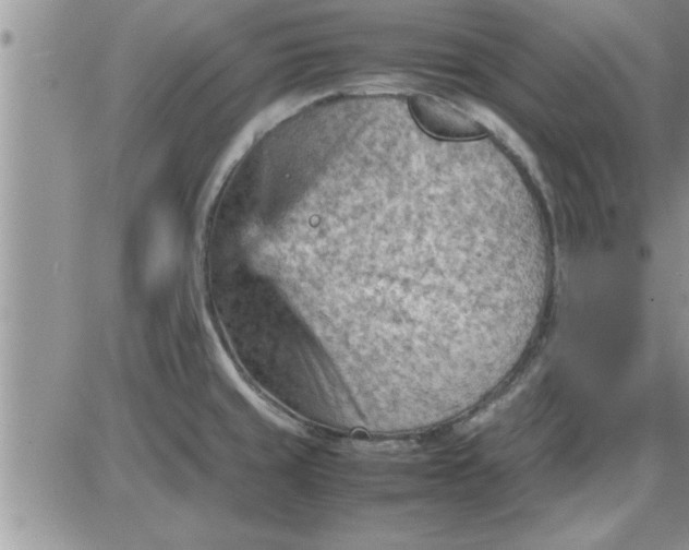 X0000085291429200703231821