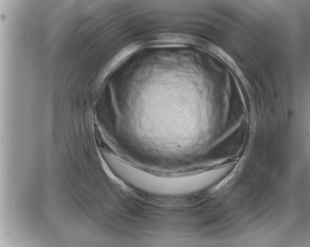 X0000085291433200703231821