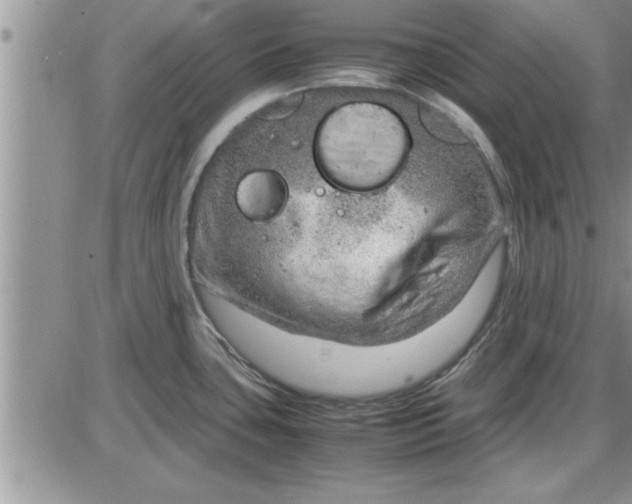 X0000085291435200703231821