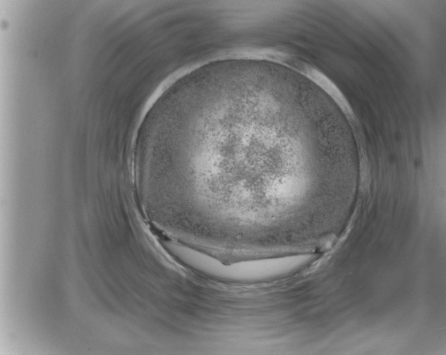 X0000085291436200703231821