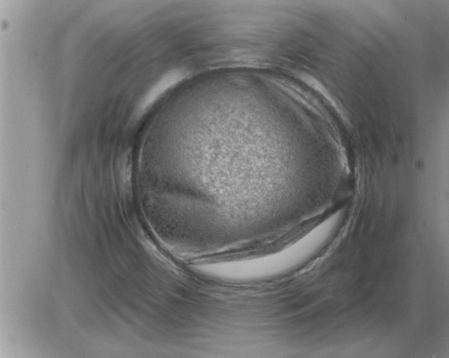 X0000085291450200703231820