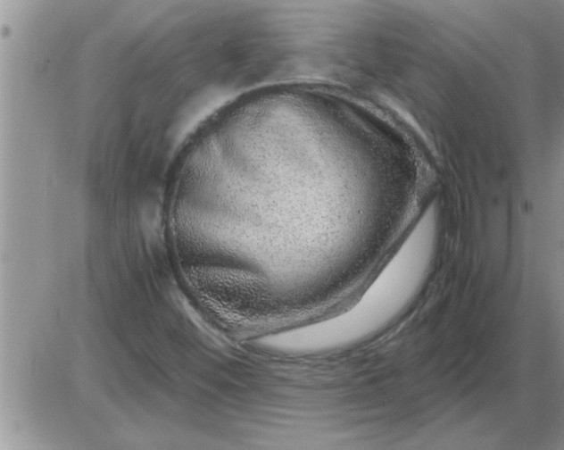 X0000085291452200703231820