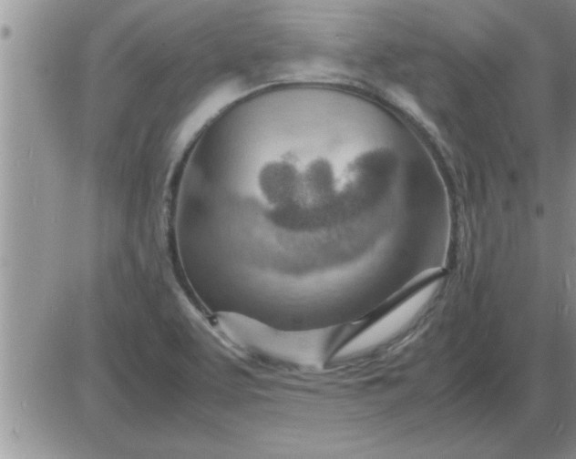 X0000085291463200703231820