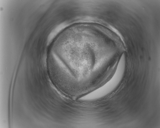 X0000085291464200703231820