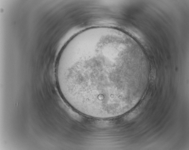 X0000085291470200703231820