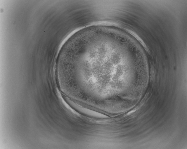 X0000085291484200703231820