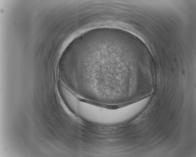 X0000085291515200703231819