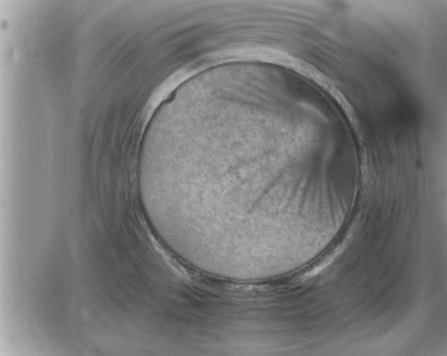 X0000085291529200703231820