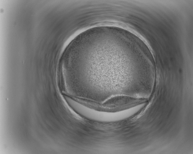 X0000085291533200703231820