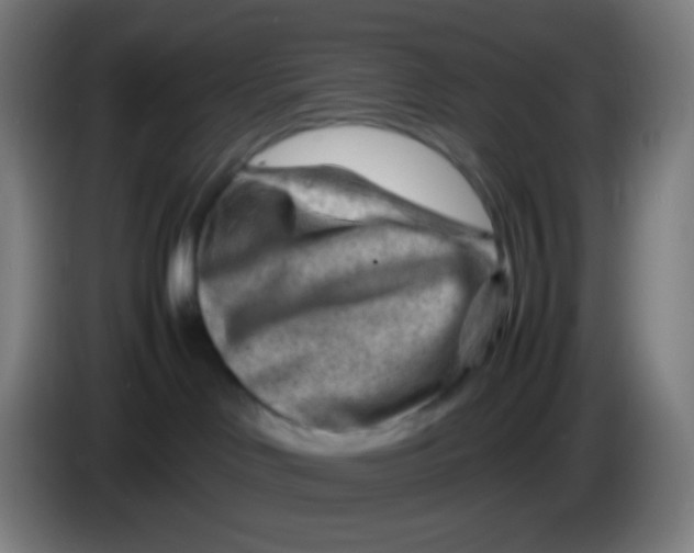 X0000085290046200703301947