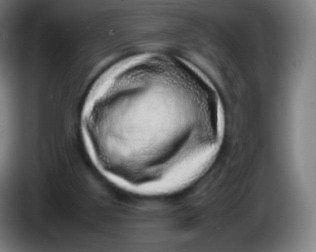 X0000085290107200703301946